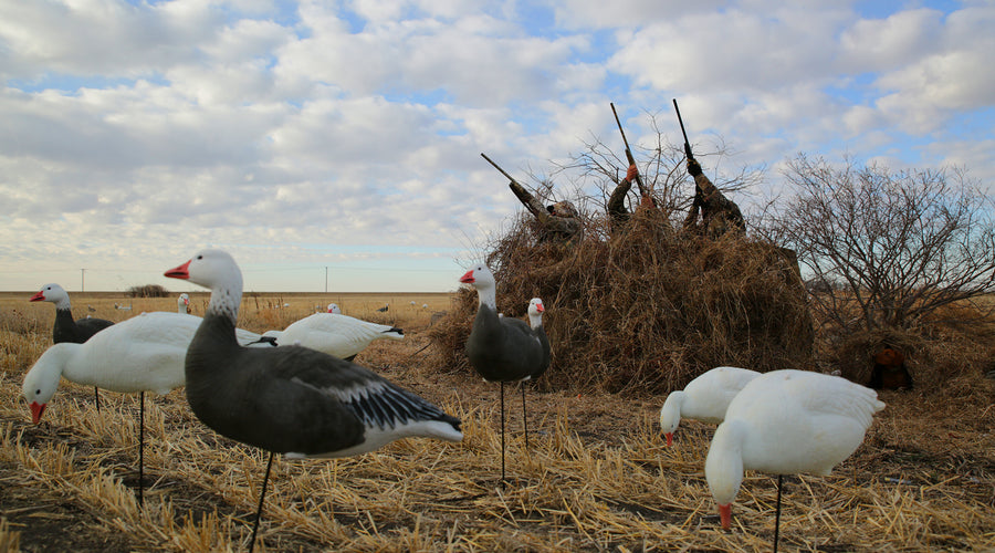When and When Not To Hunt Snows Over Small Spreads