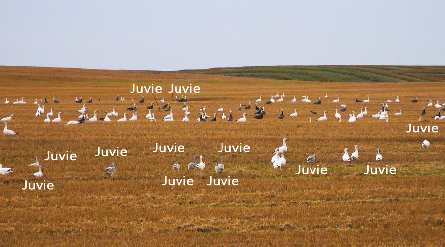 First Hand 2019 Snow Goose Hatch Report!