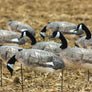 Canada Goose Windsocks