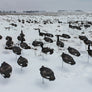 Headless Canada Goose Windsocks