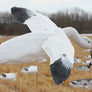 Deck Boss Flying Snow Goose Decoy
