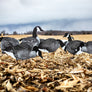 Canada Goose Silhouette Decoys