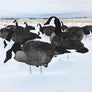 Canada Goose Silhouette Decoys