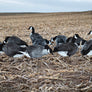 Flocked Head Canada Silhouettes
