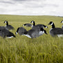 Flocked Head Canada Silhouettes