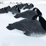 Flocked Head Silhouettes - Sleeper Pack