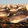 Upright Blue Goose Windsocks