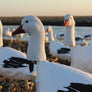 Upright Snow Goose Windsocks
