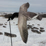 Deck Boss Flying Canada Goose Decoy