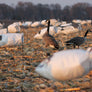 Rockonomy Snow Goose Windsocks