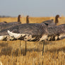 Headless Specklebelly Goose Windsocks