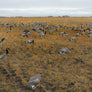 Canada Goose Windsocks
