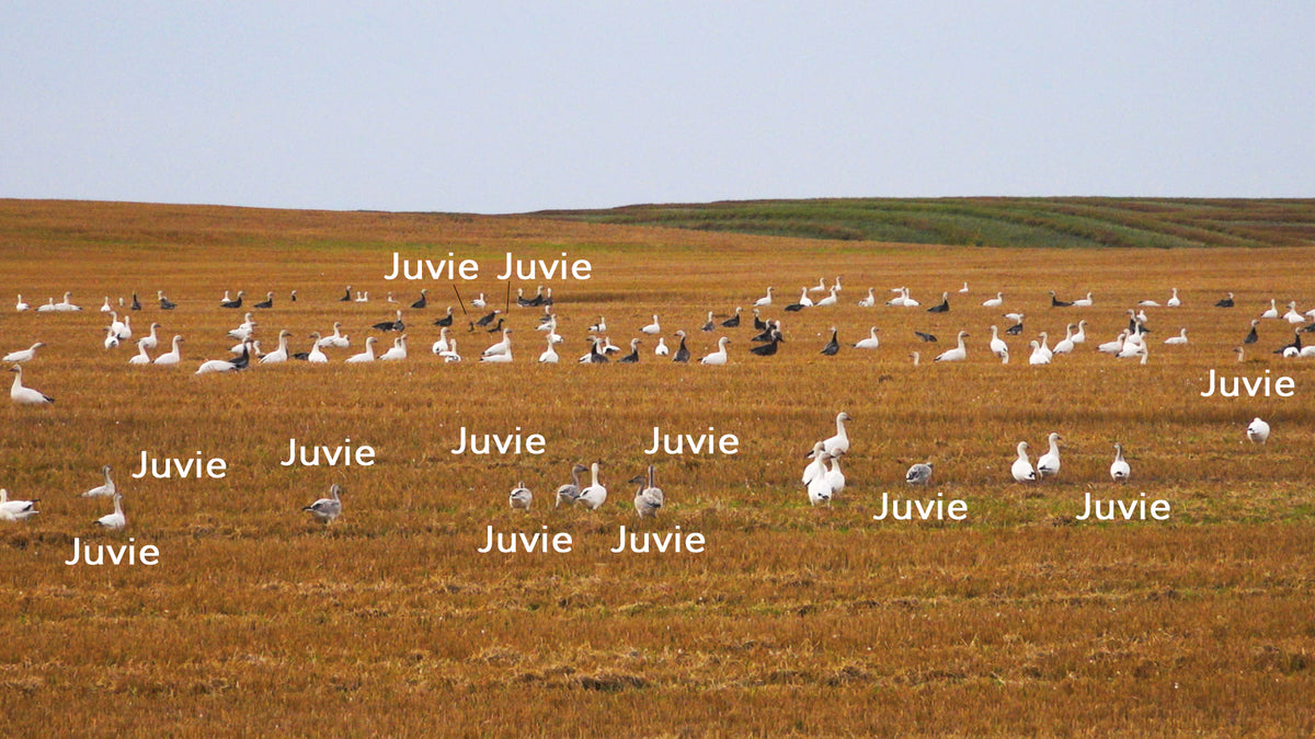 First Hand 2019 Snow Goose Hatch Report! White Rock Decoys