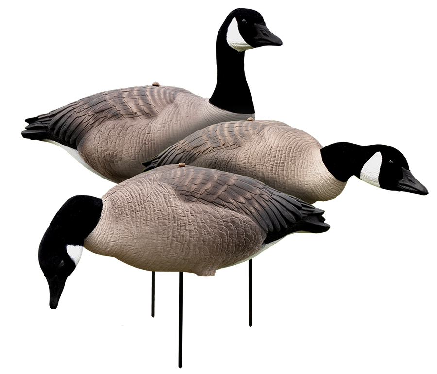 Canada goose peru incendio clearance